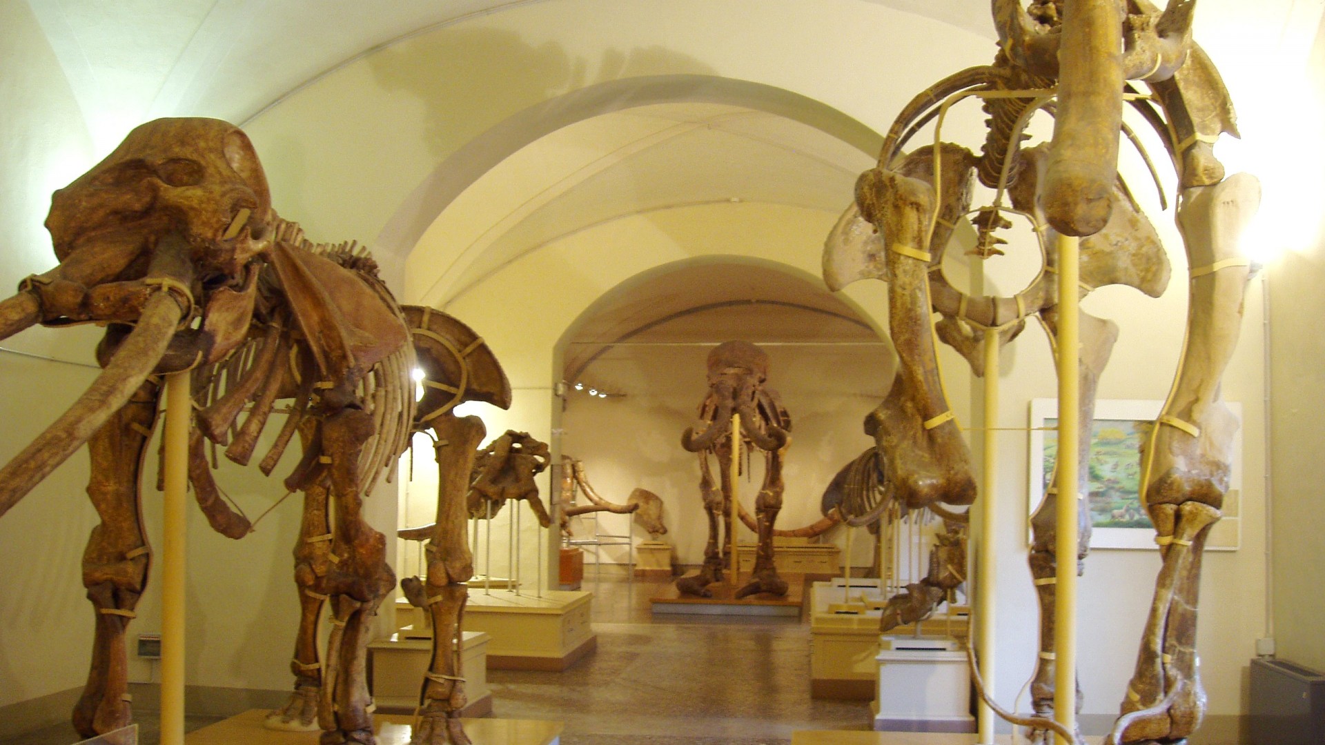 Museo Di Storia Naturale Artplace 6930